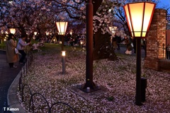 ここの桜は今年見ることが出来ない　ⅱ