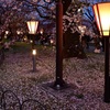 ここの桜は今年見ることが出来ない　ⅱ