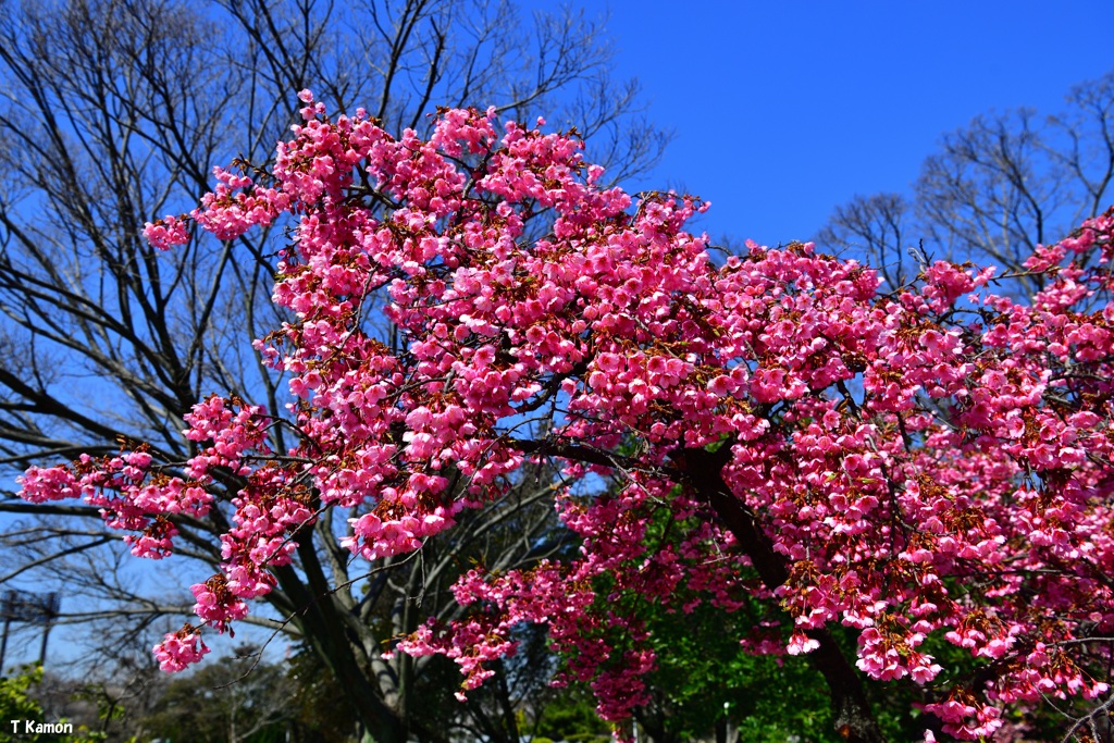 緋寒桜