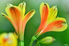 ペルー原産の花
