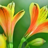 ペルー原産の花