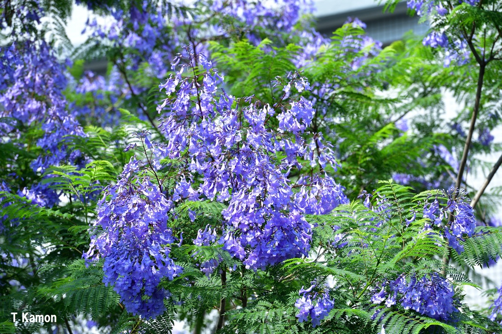 ジャカランダの花③