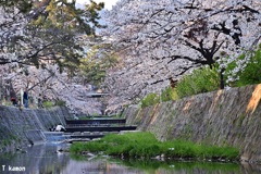夙川の桜②