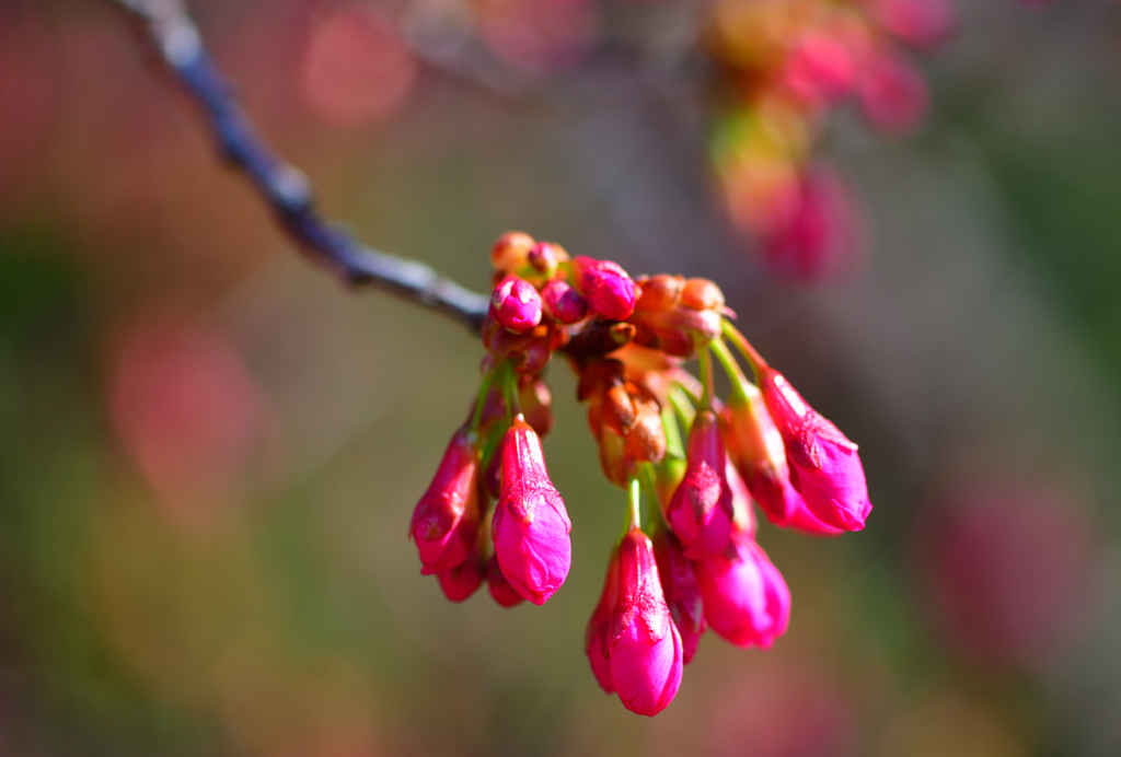 寒緋桜はまだ蕾