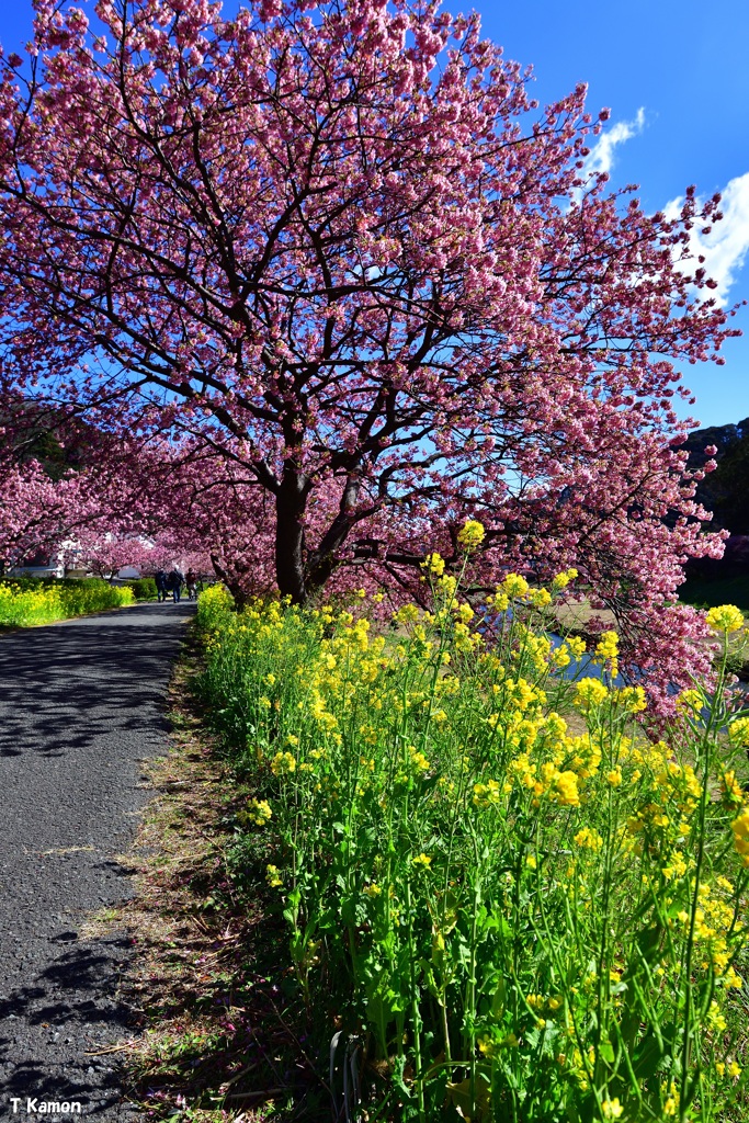 満開の河津桜ⅰ