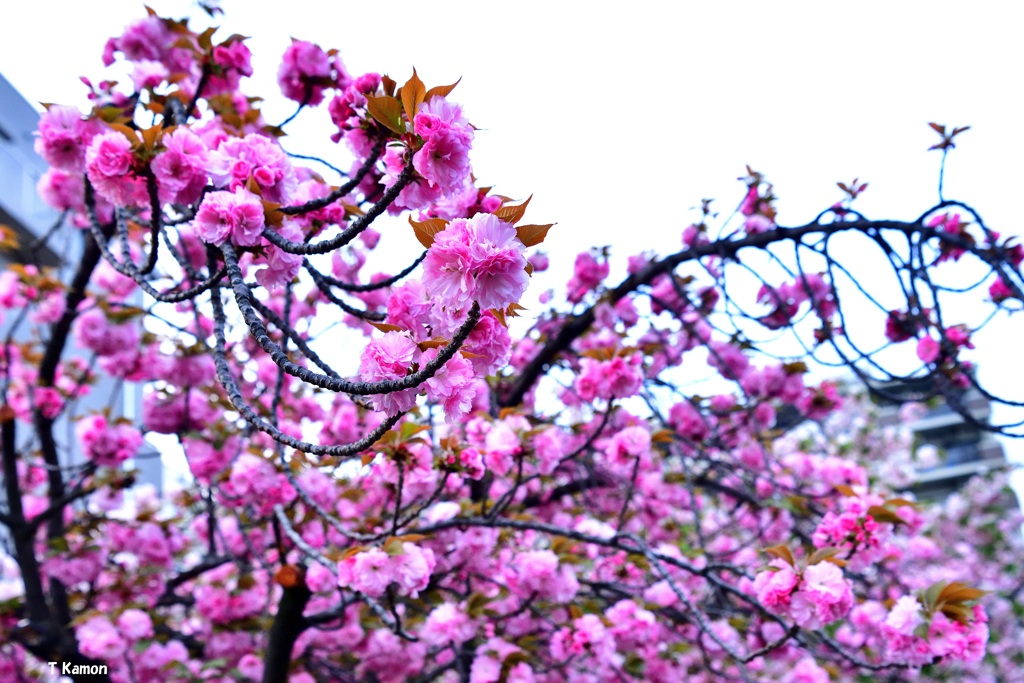 2022年ありがとう桜さようなら桜②