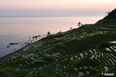 早朝の白米千枚田①