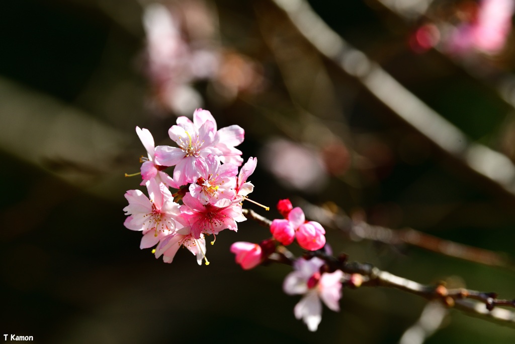 十月桜