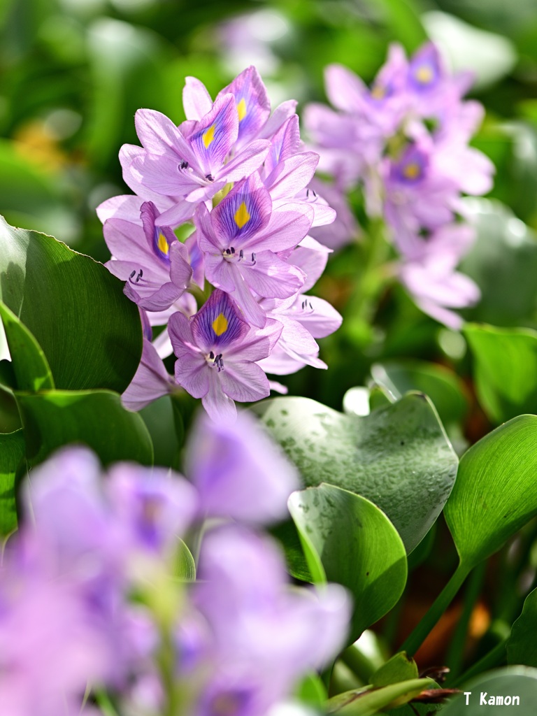 開花