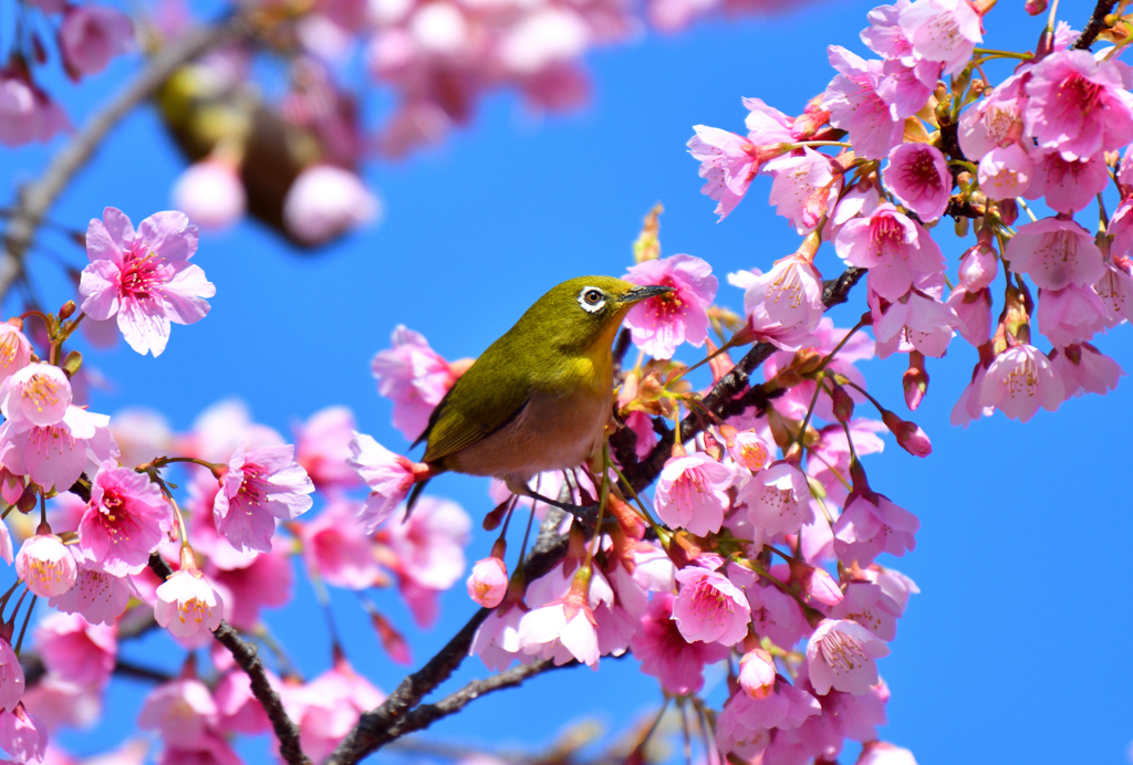 花目白 Ⅱ