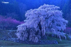 日の出前の又兵衛桜Ⅰ