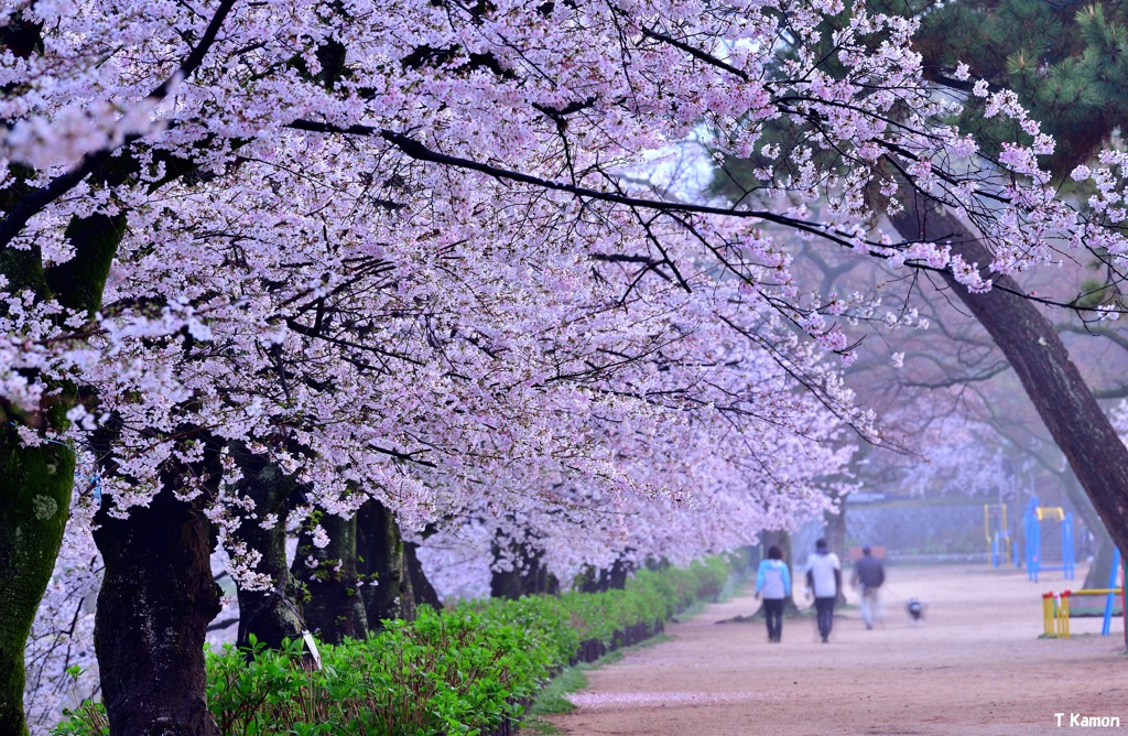 朝の散歩
