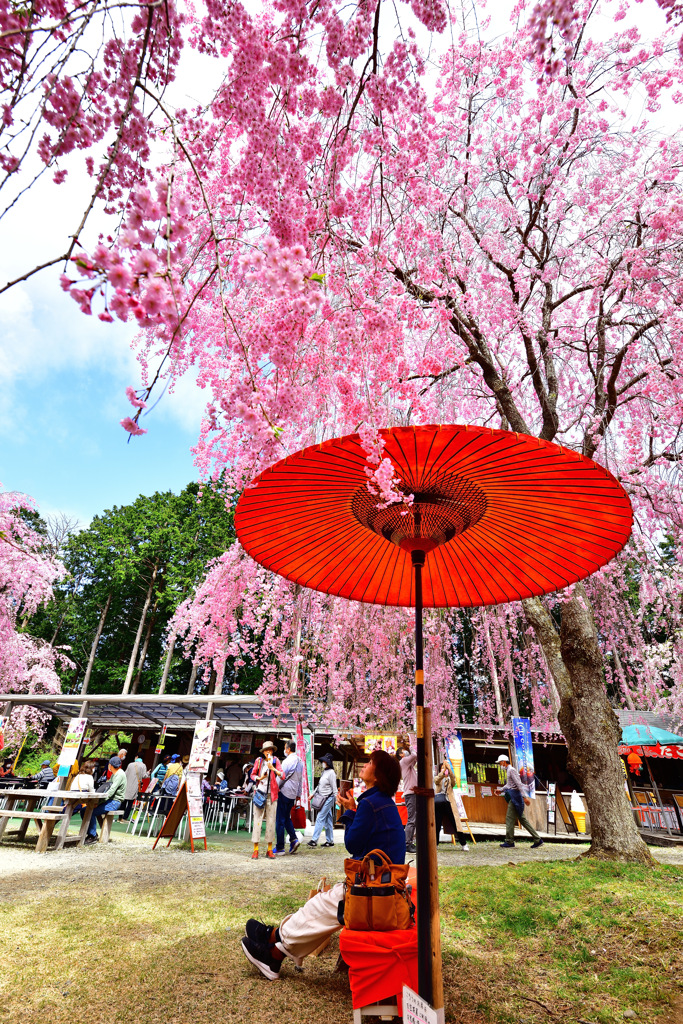 ≪2022桜≫　桜の下で・・・