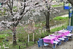 2019桜～西宮／夙川②