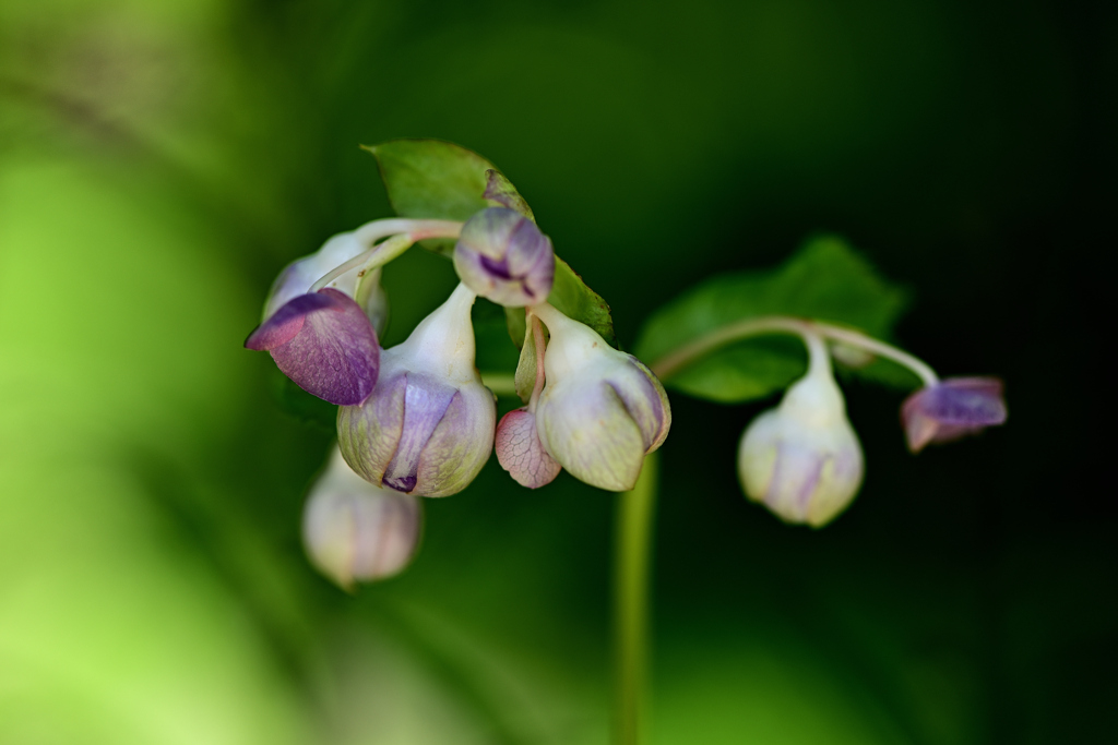 紫の蕾