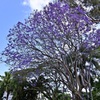 紫の花を咲かせる大樹