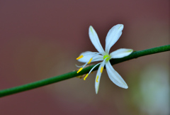 小さい花