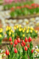 お花畑