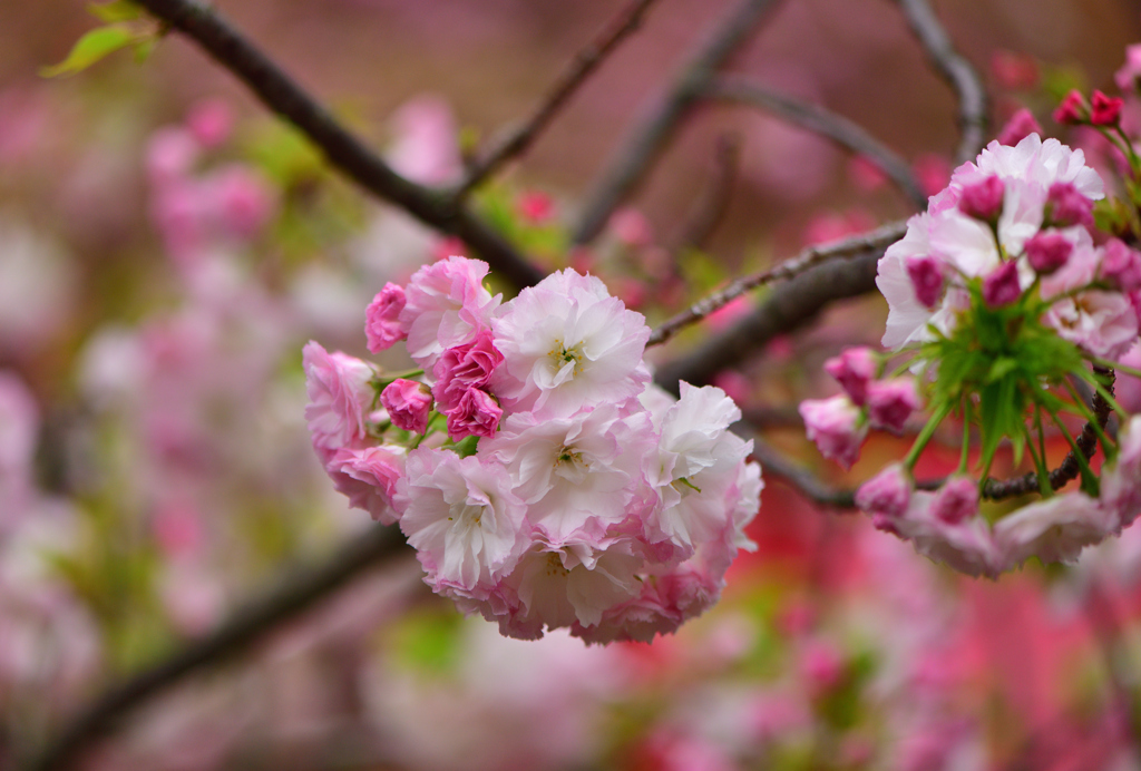 今年の桜「松月」