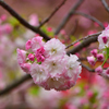 今年の桜「松月」