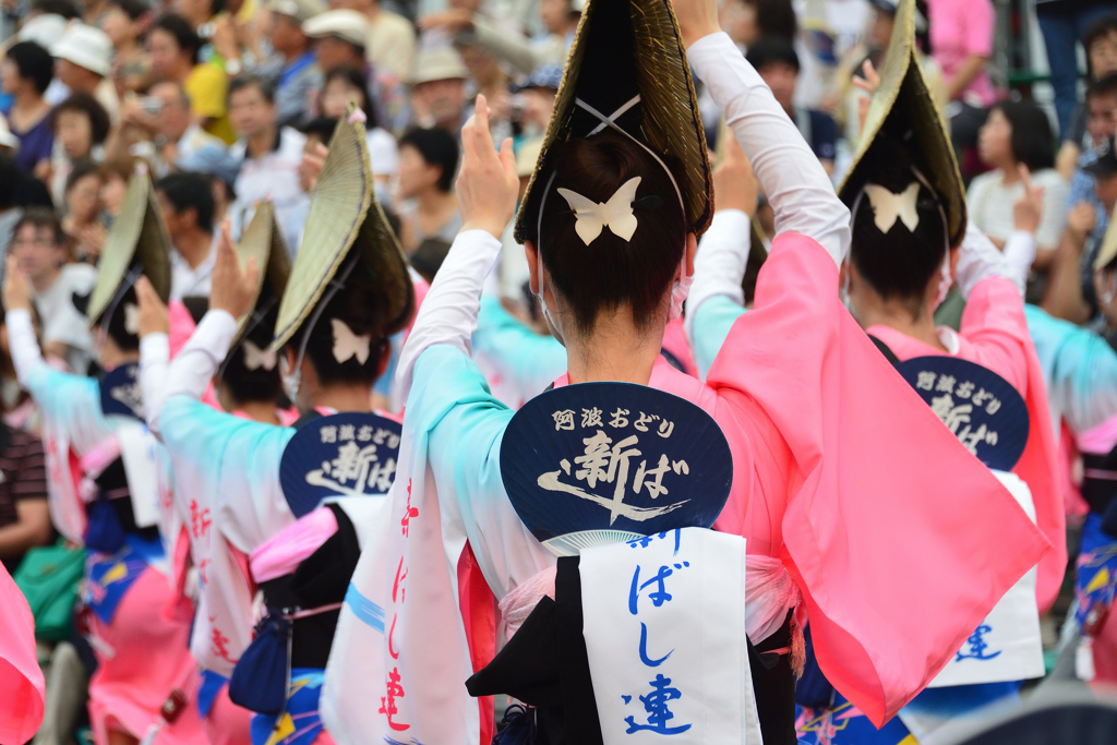 阿波おどり (夏⑥)