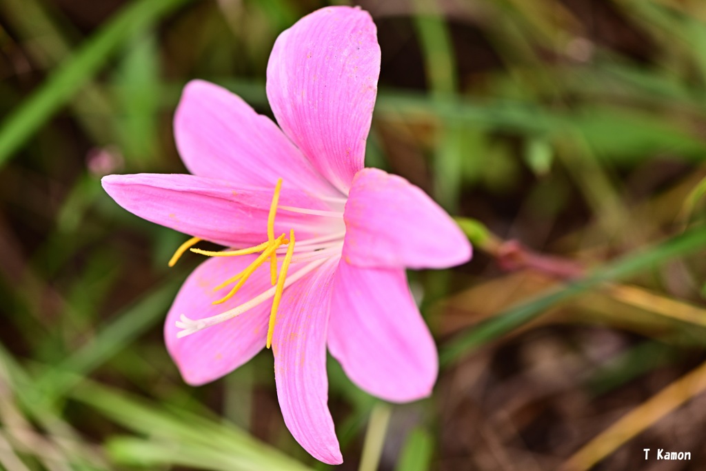 成熟した花弁