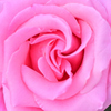 強い香りの花