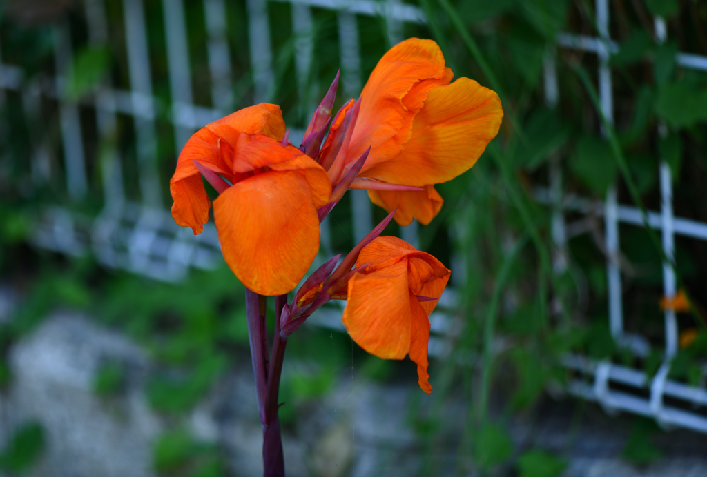 炎天下の花