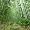 竹林の小径