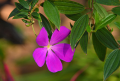 シコンノボタン