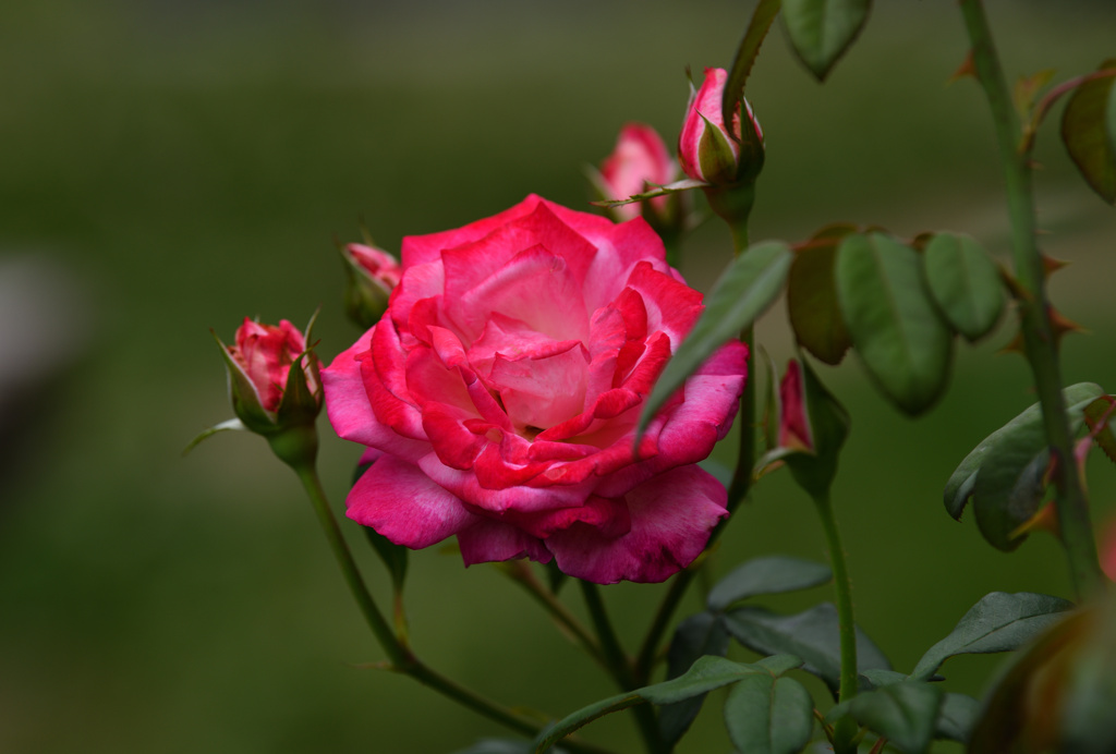 Princesse de Monaco