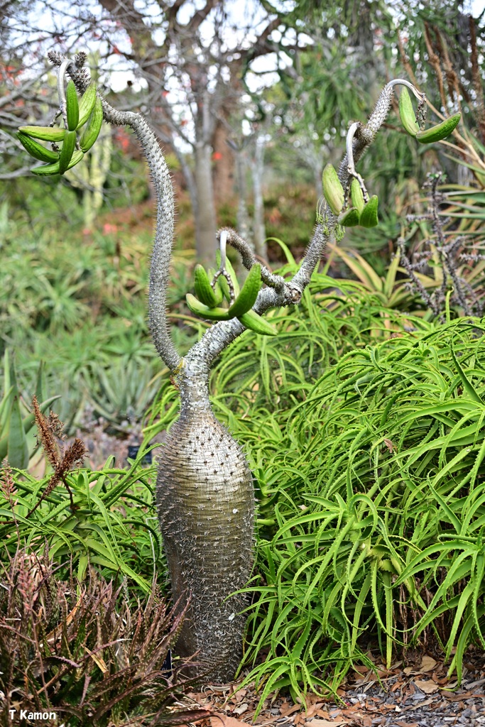 名も知らぬ植物