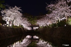 夜桜ⅱ