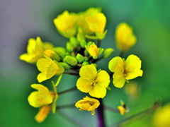 菜の花に似ていますが菜の花ではありません