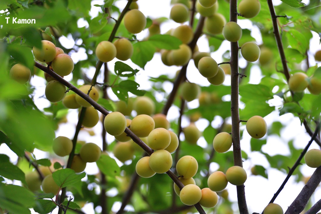 Plum