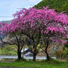 山里の花桃