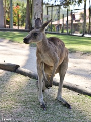 私はカンガルー？ワラビー？