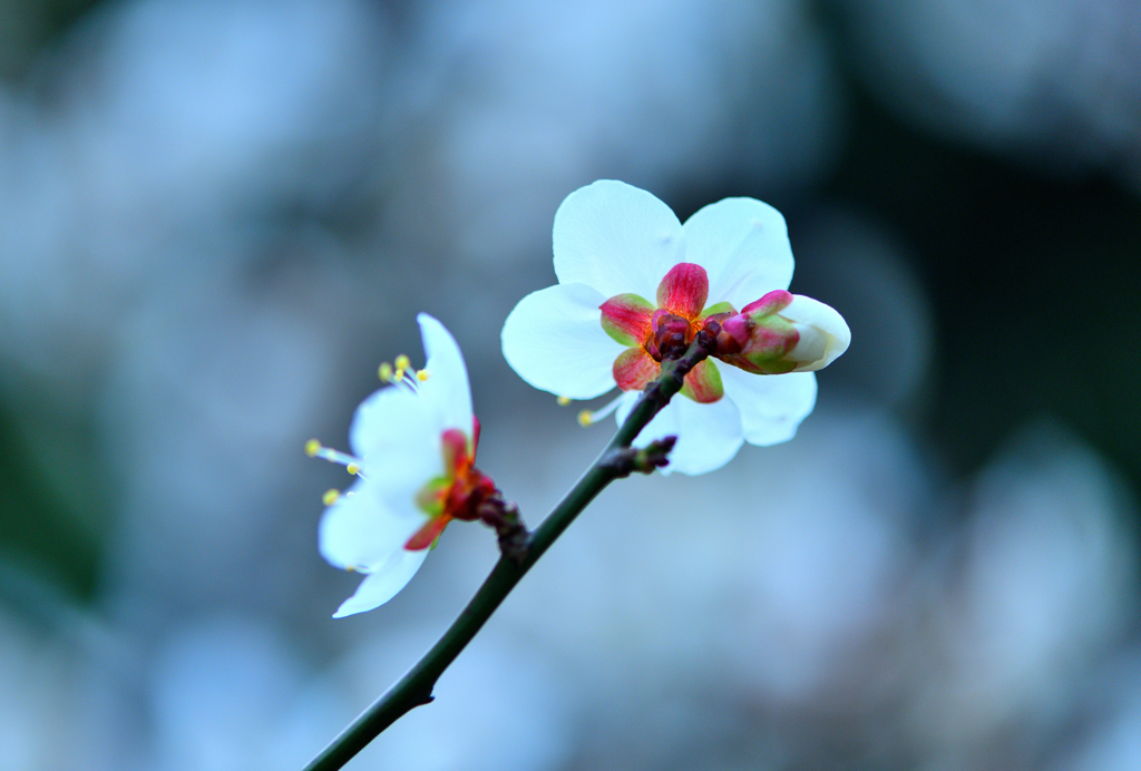 紅花ガク
