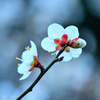 紅花ガク