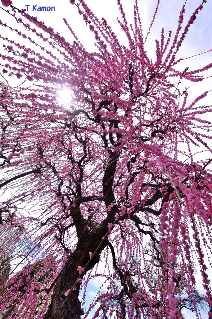 結城神社の枝垂れ梅⑤向かってくる光と花