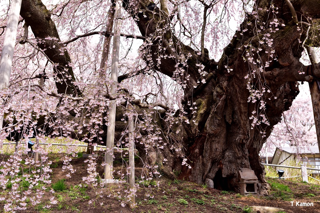 三春の滝桜③