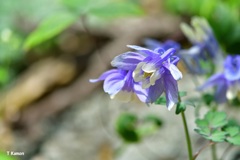 華麗な花々～ミヤマオダマキ