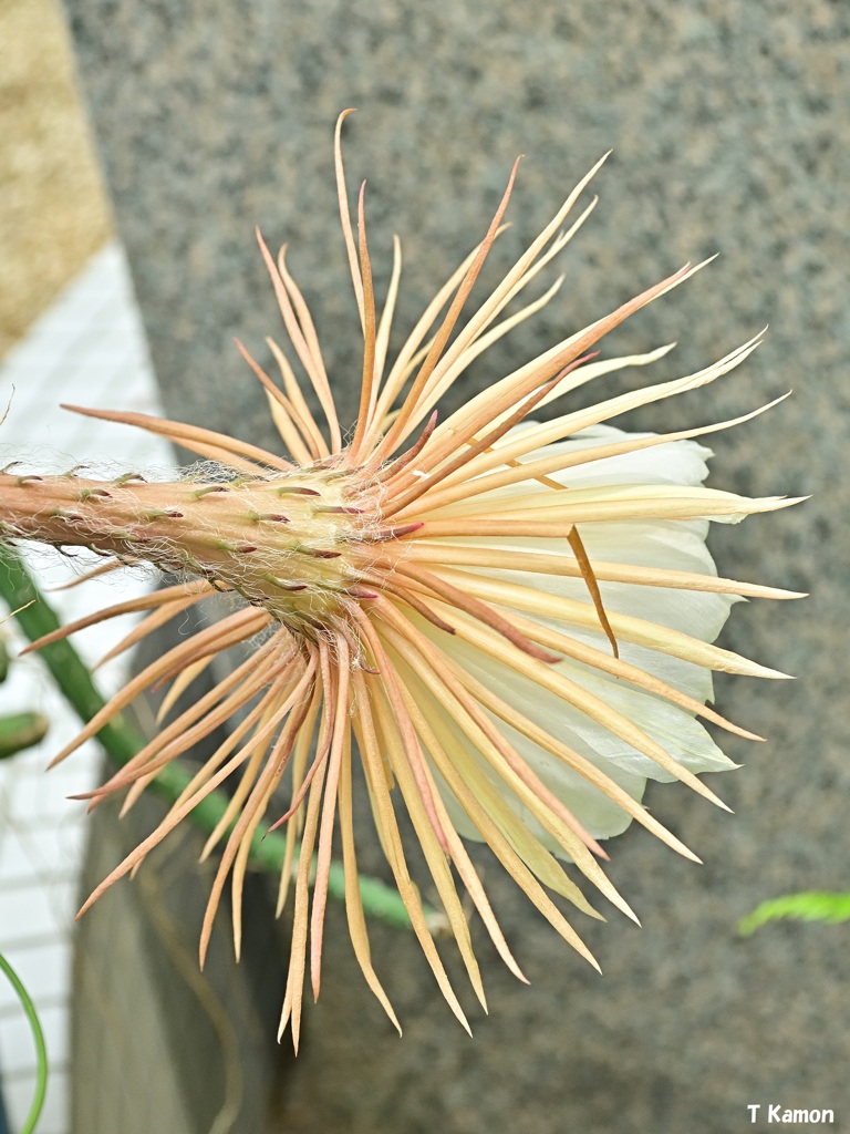 夜の女王の「裏の顔」