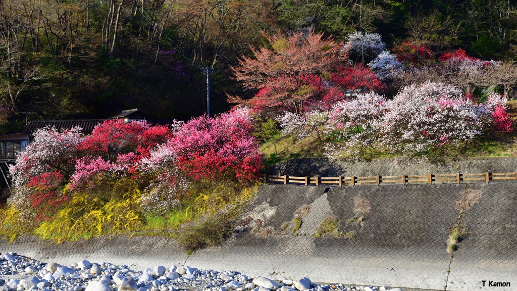昼神温泉の花桃②