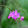 華麗なる温室の花達2⃣