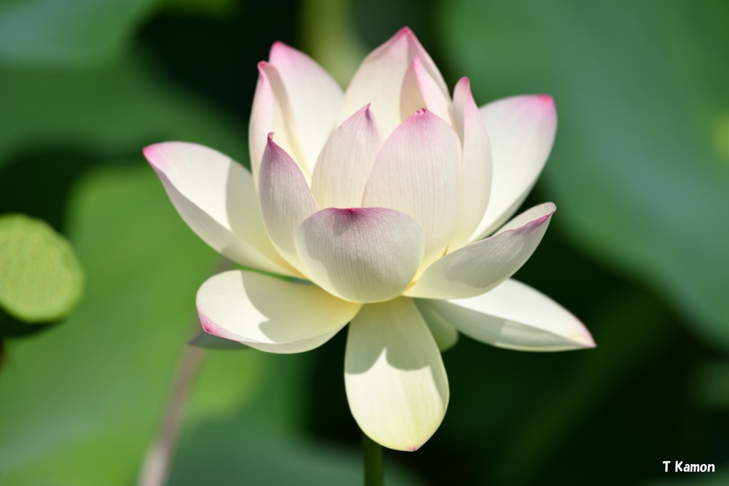 蓮の花Ⅸ