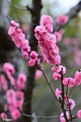梅