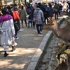 「鹿せんべい」欲しいな～