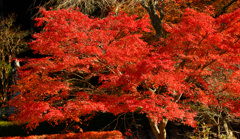 紅