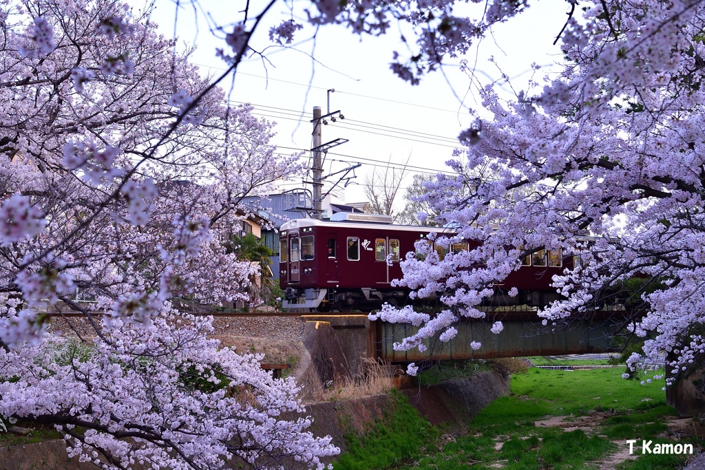 電車と桜(夙川河川敷)